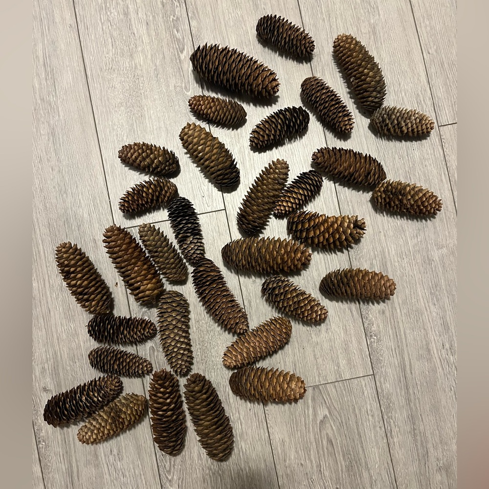 32 large Natural Pine Cones